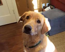 The goldenretriever community on reddit. Retriever Rescue Of Colorado Adopt A Dog Golden Mix Archives Retriever Rescue Of Colorado