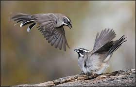 Black-throated Sparrow | Audubon Field Guide