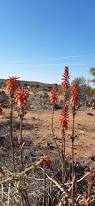Image result for Aloe lutescens