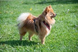 Michigan may not appear to offer much for pets, but it is a great travel destination. Teacup Puppies For Sale In Michigan Mi Tiny Toy Miniature Imperial And Teacup Puppies For Sale In Michigan Puppy Images Cute Puppy Pictures Pomeranian Dog