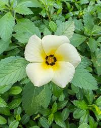 Image result for Turneraceae