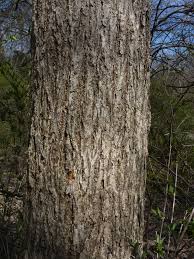 Image result for Ulmaceae