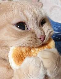 Yemek Yiyen Kedi Fotografi 2020 Sevimli Hayvan Yavrulari Cok Sirin Hayvanlar Hayvan Bebekler
