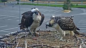 The remarkable summer of Iris the osprey comes to a close