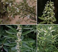 Image result for Lantana ukambensis