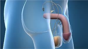 The most common type of testicular cancer is germ cell testicular cancer, which accounts for around 95% of all cases. Different Types Of Testicular Cancer Onco Com