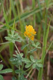 Image result for Crotalaria ononoides