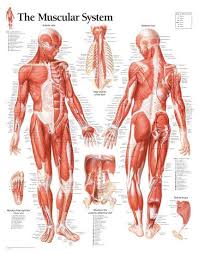 Welcome to lumen's master muscle list see what happens when you have no muscles! Muscular System Male Educational Chart Poster Poster Allposters Com