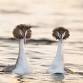 Improving Your Wildlife Photography Workshop event image