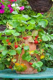 Maybe you would like to learn more about one of these? 5 Strawberry Pot Planter Ideas Flowers Herbs And Vines