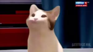Bongos a d a d Pop Cat Tv On Coub