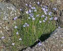 Image result for Wahlenbergia pulchella