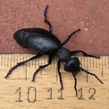 Image result for Melolobium macrocalyx