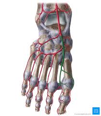 Image result for Pedistylis