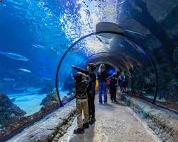 Events in denver, colorado | visit denver. 10 Amazing Things To Do In Colorado With Kids Adventure Family Travel Wandering Wagars