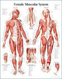 Maybe you would like to learn more about one of these? Pin On Meat Sack