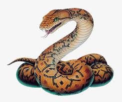 Check spelling or type a new query. Snake Png Image Python Snake Drawing 736x615 Png Download Pngkit