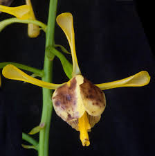 Image result for Eulophia angolensis