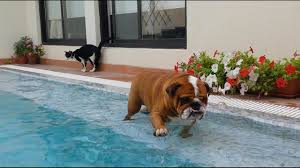 These companies will transport dogs with special needs on their own flights separate from their. English Bulldog Really Wants To Swim Youtube