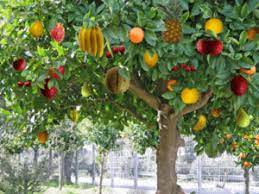 A god tree (神樹, shinju, english tv: Jesus Christ The Tree Of Life Within Us His Precious Gift
