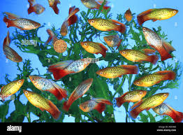 Image result for Platycaulos