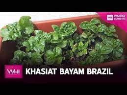 Bayam brazil untuk wanita hamil sama seperti bayam yang lain, khasiat bayam brazil yang kaya dengan asid folik serta zat besi. Pin On Gardening