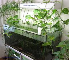 These plants develop their own young which will eventually grow their own root system and leaves. Indoor Plants For Water Purification And Nitrate Reduction In Aquariums Tuncalik Com Natural Aquariums And Sustainable Lifetuncalik Com Natural Aquariums And Sustainable Life