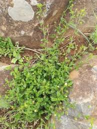 Image result for Sida ovata