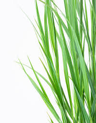 Rutenhirse northwind panicum virgatum northwind. Riesen Rutenhirse Nordwind Panicum Virgatum Northwind Gunstig Online Kaufen