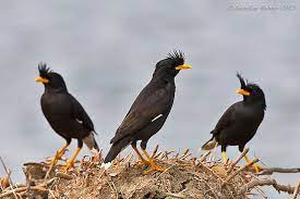great myna acridotheres grandis beautiful birds pet birds birds