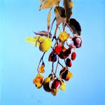 Image result for Guibourtia schliebenii