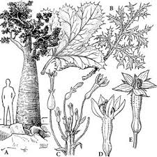 Image result for Cyclantheropsis parviflora