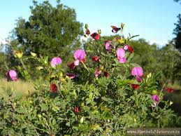 Image result for Tephrosia dasyphylla