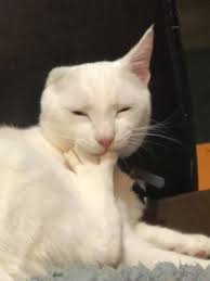 c l e a n b e a n s edit: his Instagram is @vangoghtheoneeared, drop your  beans' Instagram down below 💙