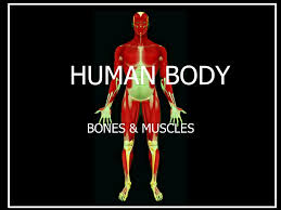 The skull protects the brain and . Human Body Bones Muscles Topics Bones The Various Types Of Joints Their Functions Various Types Of Muscle Movements In Man Body Ppt Download