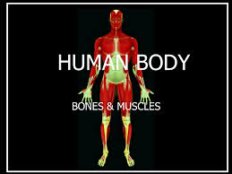 Maybe you would like to learn more about one of these? Human Body Bones Muscles Topics Bones The Various Types Of Joints Their Functions Various Types Of Muscle Movements In Man Body Ppt Download