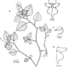 Image result for Impatiens gesneroidea