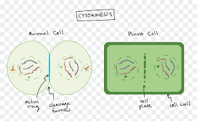 We did not find results for: Telophase And Cytokinesis In A Plant Cell Hd Png Download Vhv