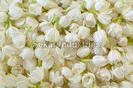 Jasmine indian flowers delivering fresh indian flowers bouquets baskets garlands for weddings anniversaries birthdays pooja and any other important events. Fresh Jasmine Flowers By Sekar Industries Fresh Jasmine Flowers From Dharmapuri Id 1018480