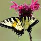 Fall Workday at Bay Model Pollinator Garden event image