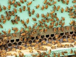 This beginner's guide to beekeeping is written in a fresh, readable style. The Colony Killing Mistake Backyard Beekeepers Are Making The Salt Npr