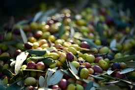 Maybe you would like to learn more about one of these? Le Olive In Salamoia Fatte In Casa Ricette E Consigli