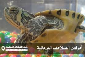 اليوم سوف نذكر لكم بعض الأمراض التي تصيب السلاحف البرمائية كما سنتعرف مع ا على علامات ظهور المرض كما يجدر بنا ذكر أن أغلب الأمراض التي س turtle lizard animals
