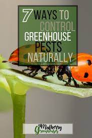 Always use pest control, even natural pest control, mindfully and selectively. 7 Ways To Control Greenhouse Pests Naturally Mulberry Greenhouses