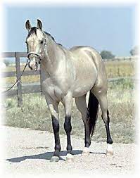 In spanish literature, roano is sometimes translated in english as the color of a red horse.roan horses have dark coat colors interspersed with individual white hairs. Silver Buckskin Quarter Horse Horses Quarter Horse Stallion Quarter Horse