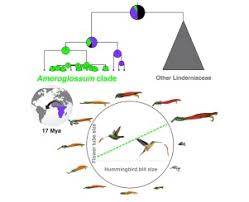 Image result for Stemodiopsis