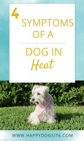 Symptoms Of A Dog In Heat Dog In Heat Female Dog In Heat Happy Dogs