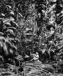 Original Tropical Jungle Fairyland Kuranda Via Cairns North Queensland March 1931 History Fairy Land History Google