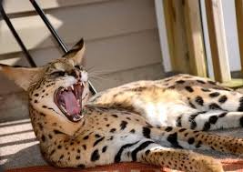 The cat (felis catus) is a domestic species of small carnivorous mammal. Ù‚Ø· Ø§Ù„Ø³Ø§ÙØ§Ù†Ø§ Ø§Ø­Ø¯ Ø§ØºÙ„Ù‰ Ø³Ù„Ø§Ù„Ø§Øª Ø§Ù„Ù‚Ø·Ø· Ø®Ø±Ø¨Ø´Ù‡