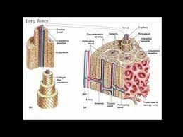Long Bone Compact Bone And Spongy Bone Anatomy Bones Anatomy Human Anatomy Drawing